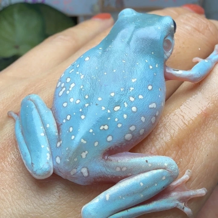 老爷树蛙11 啵啵点暴雪 浅蓝色 湖泊一样的颜色 超级美