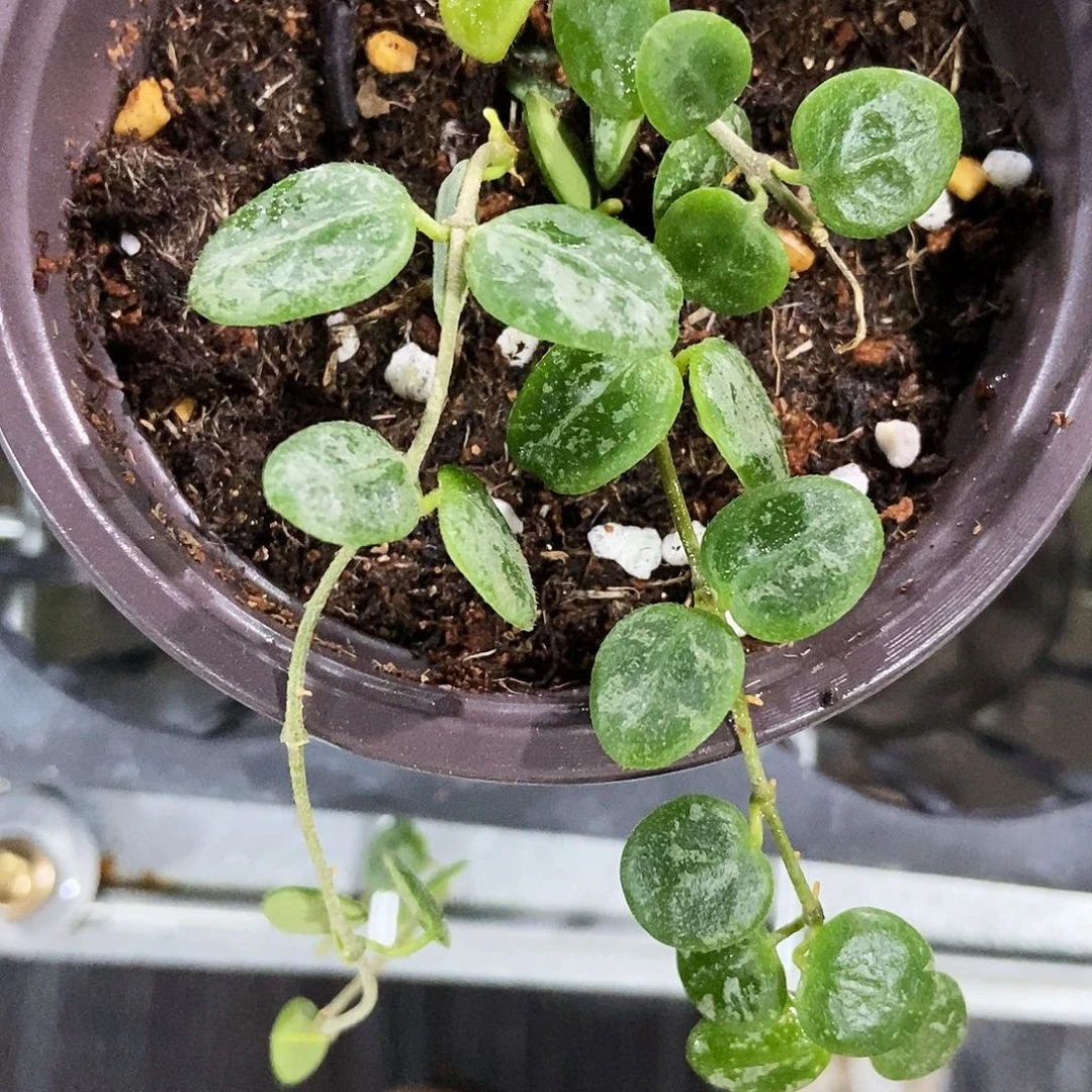 完全开放高斑银豆子29