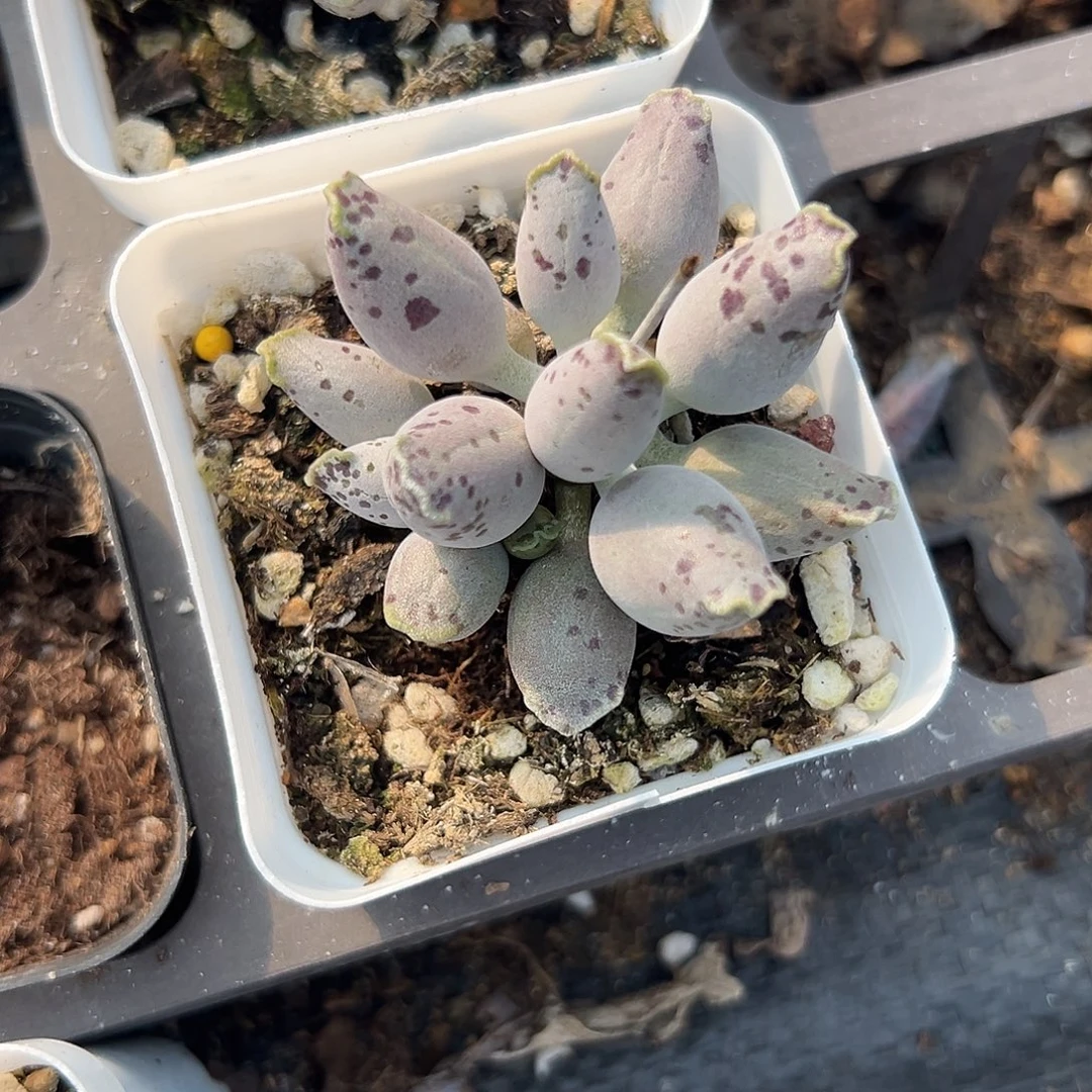 多肉植物多肉植物