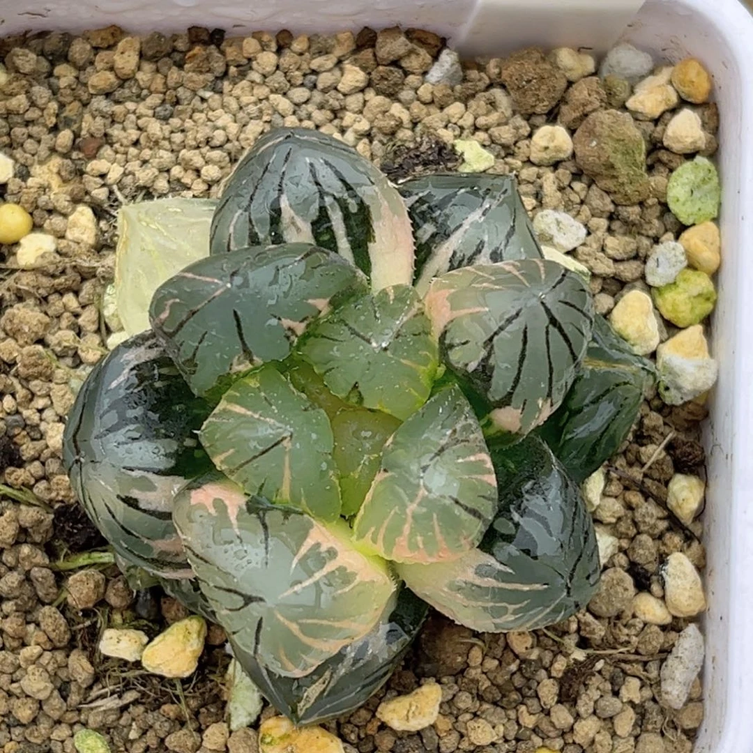 76巨大化Oh玉露锦福利专场