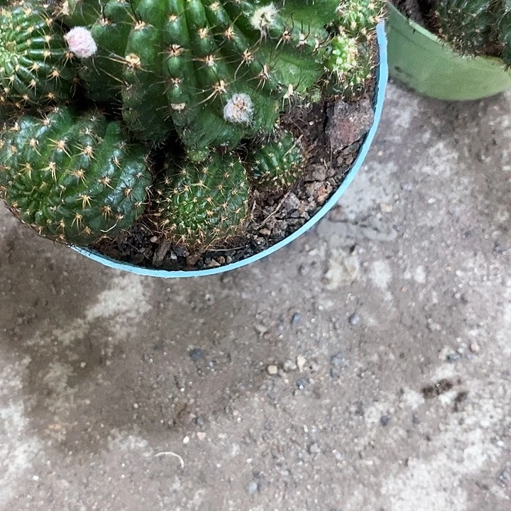 红黑心丽花，5公分左右