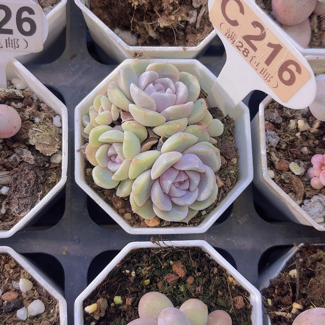 C216汉堡一物一拍