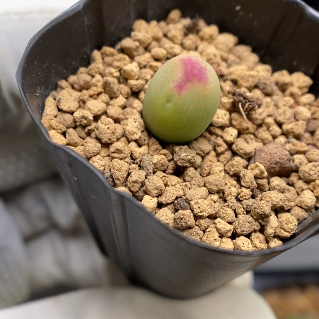 多肉植物肉锥杂交K-3746 将杂缀 福利