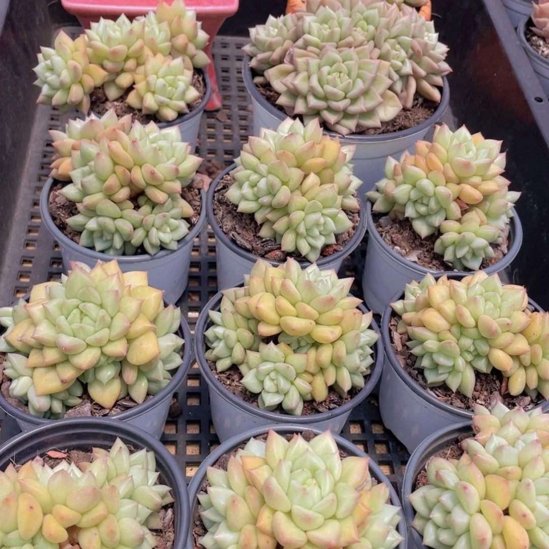 量拍41号 黄金象牙大群生一个