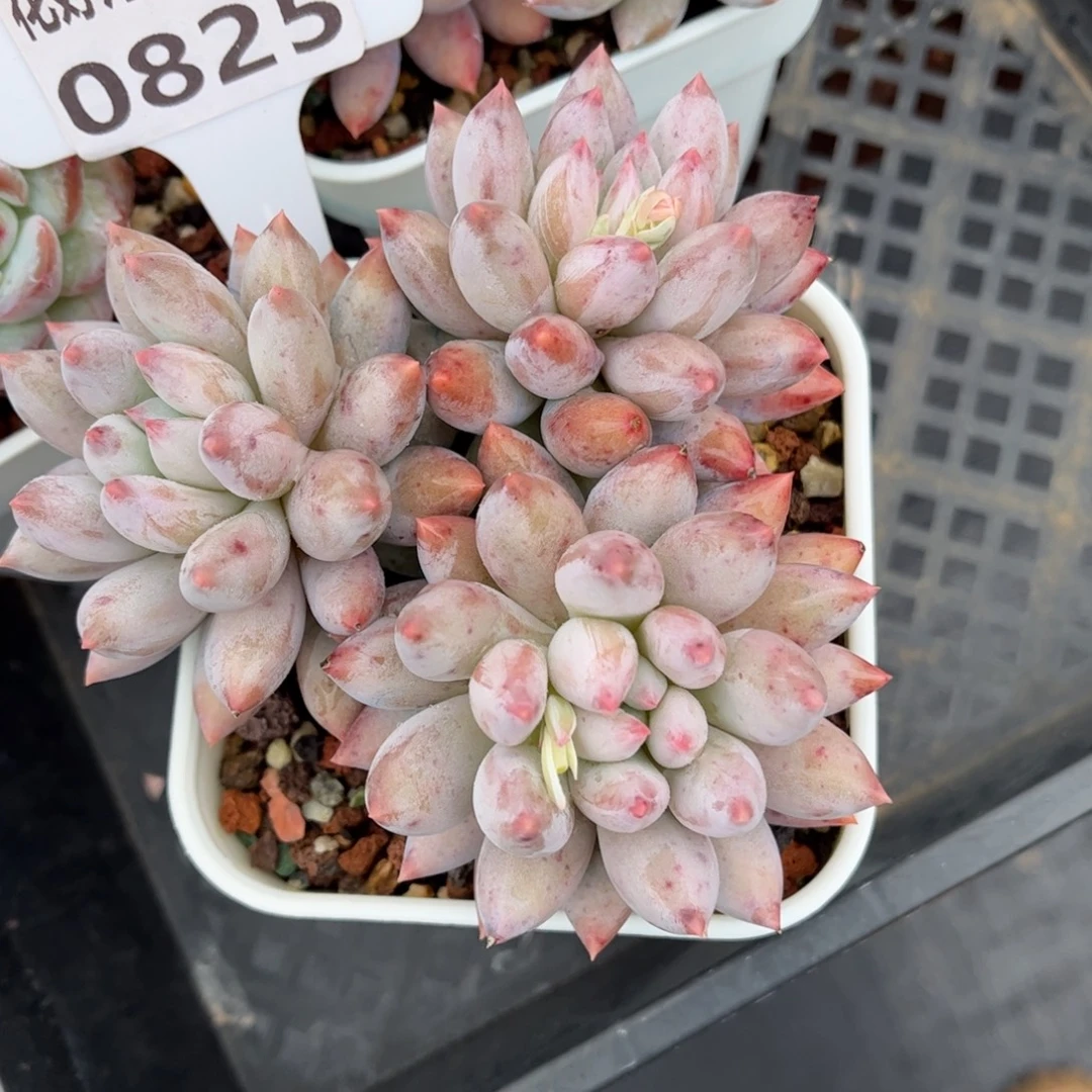 多肉植物0825 天冷必拍保温箱