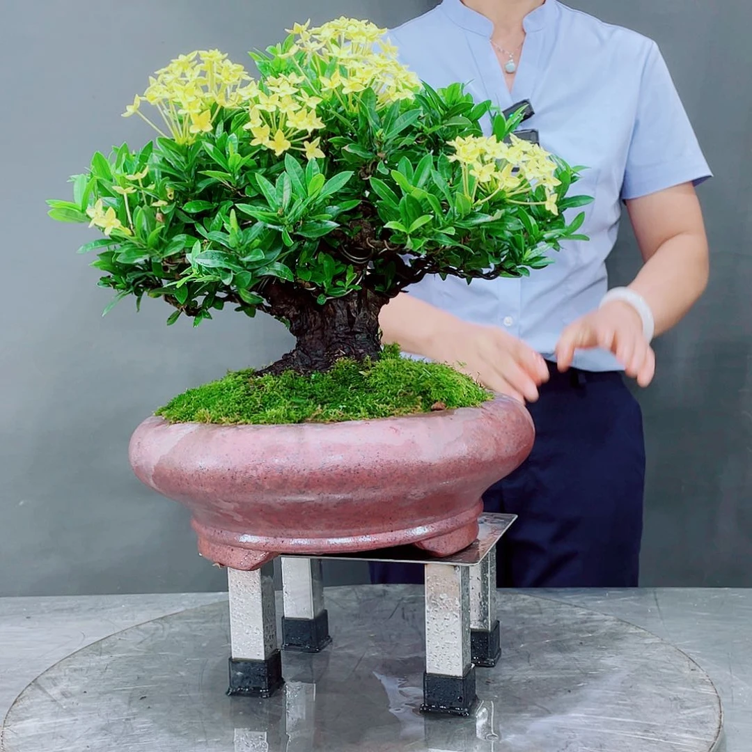 金***盛无花朵岭南文化艺术中心中心的