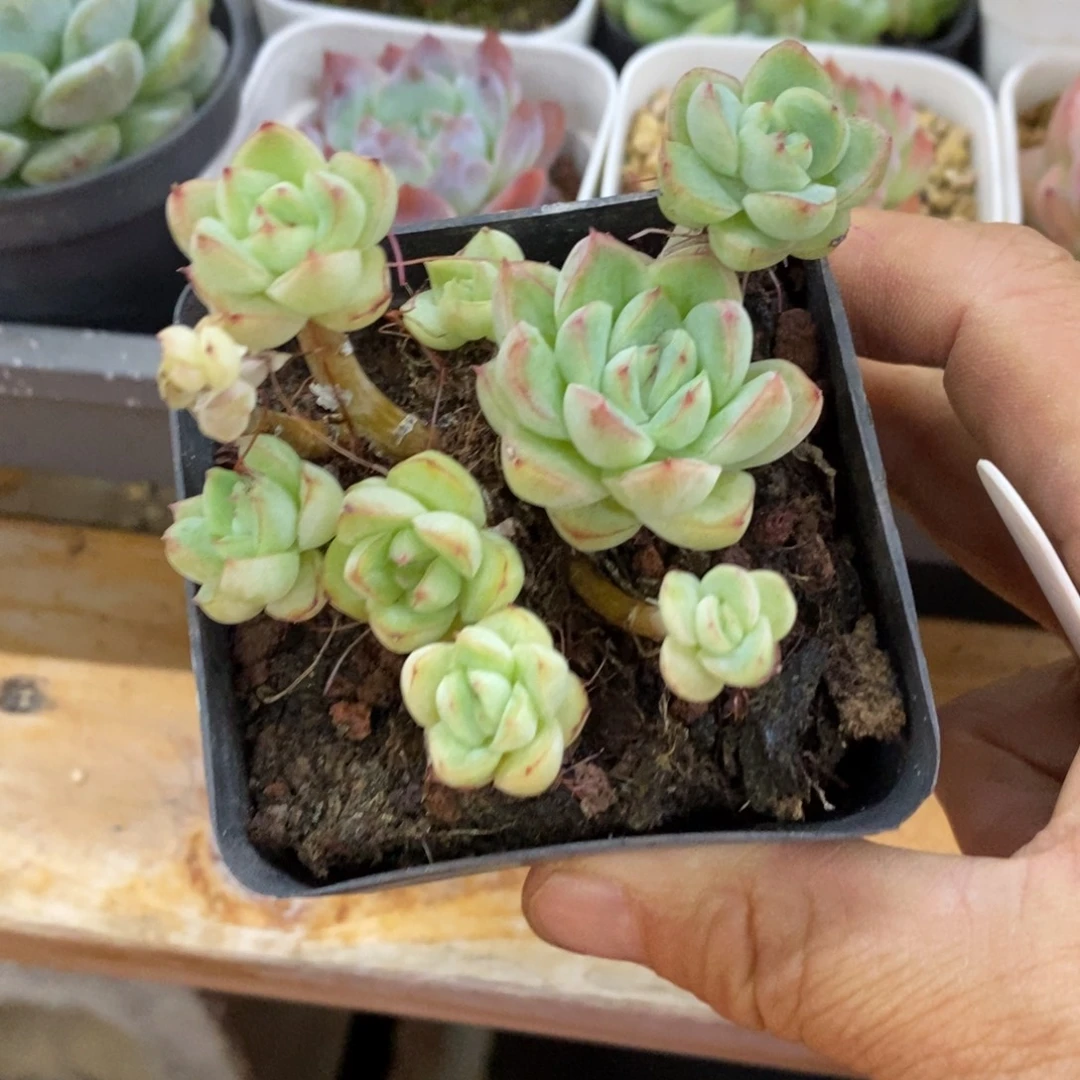 精品多肉一物一拍不包整50