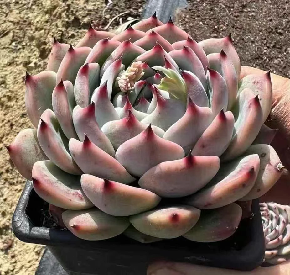 水蜜桃方10㎝左右多肉植物