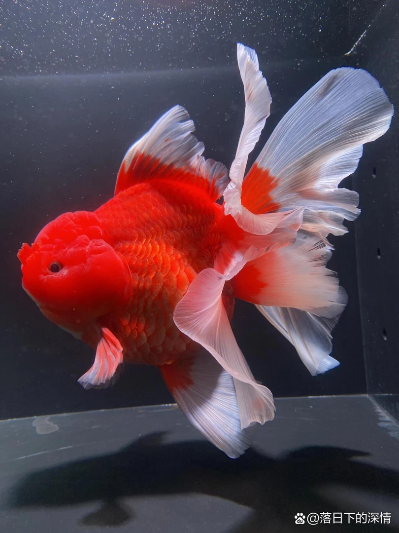 精品金鱼自家渔场图片仅供参考