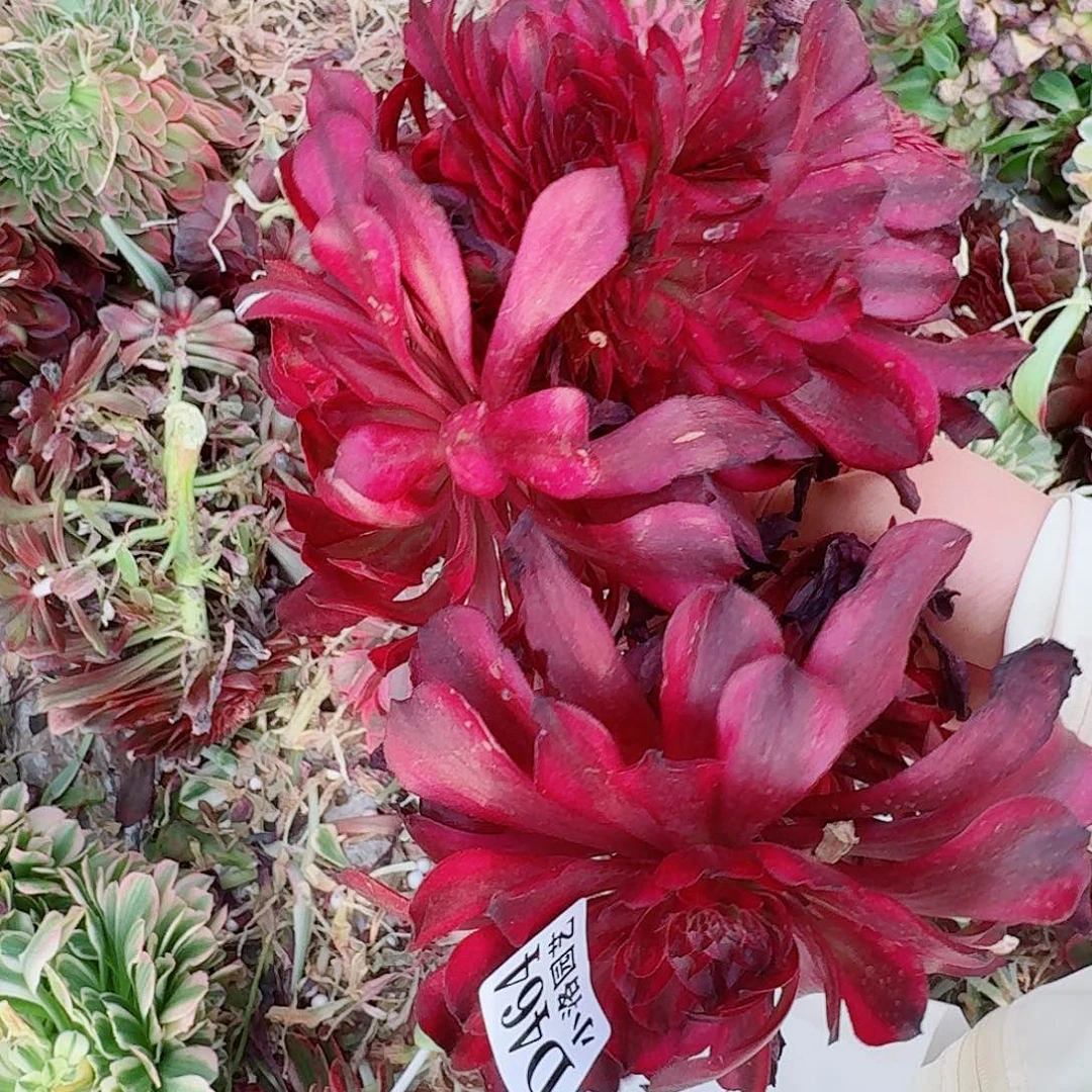 464 缀化无根不包侧枝