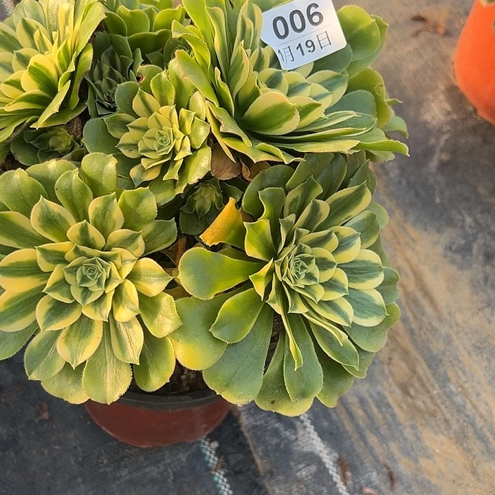 1.19-6新尼亚多肉