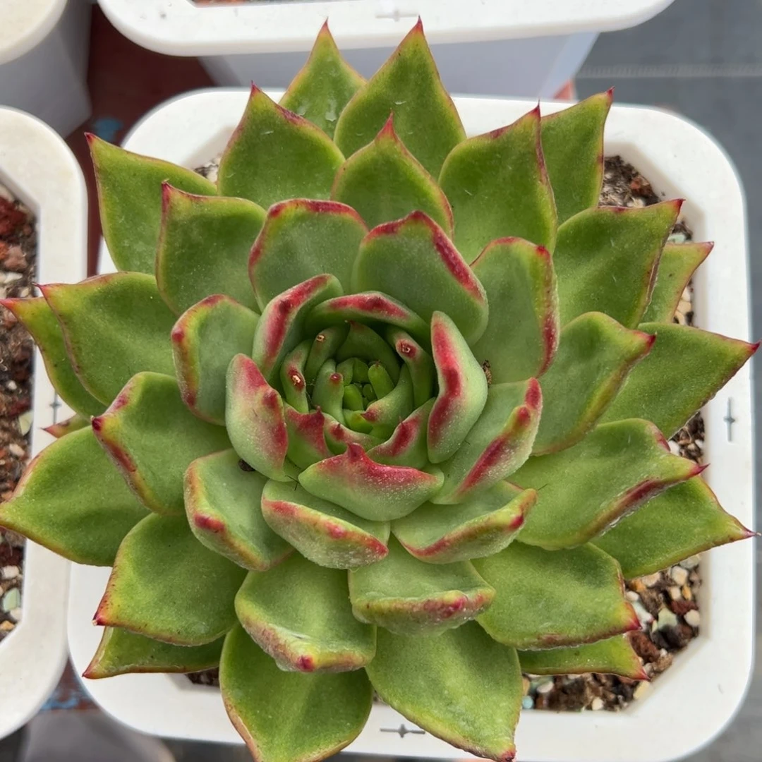 多肉植物一物一拍（10号）