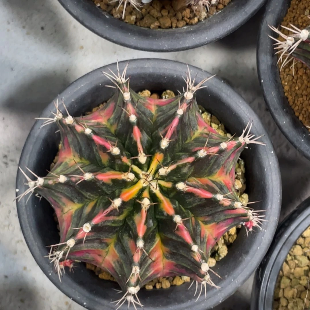 当前无花朵，栽培后可花朵橘粉臀虎斑