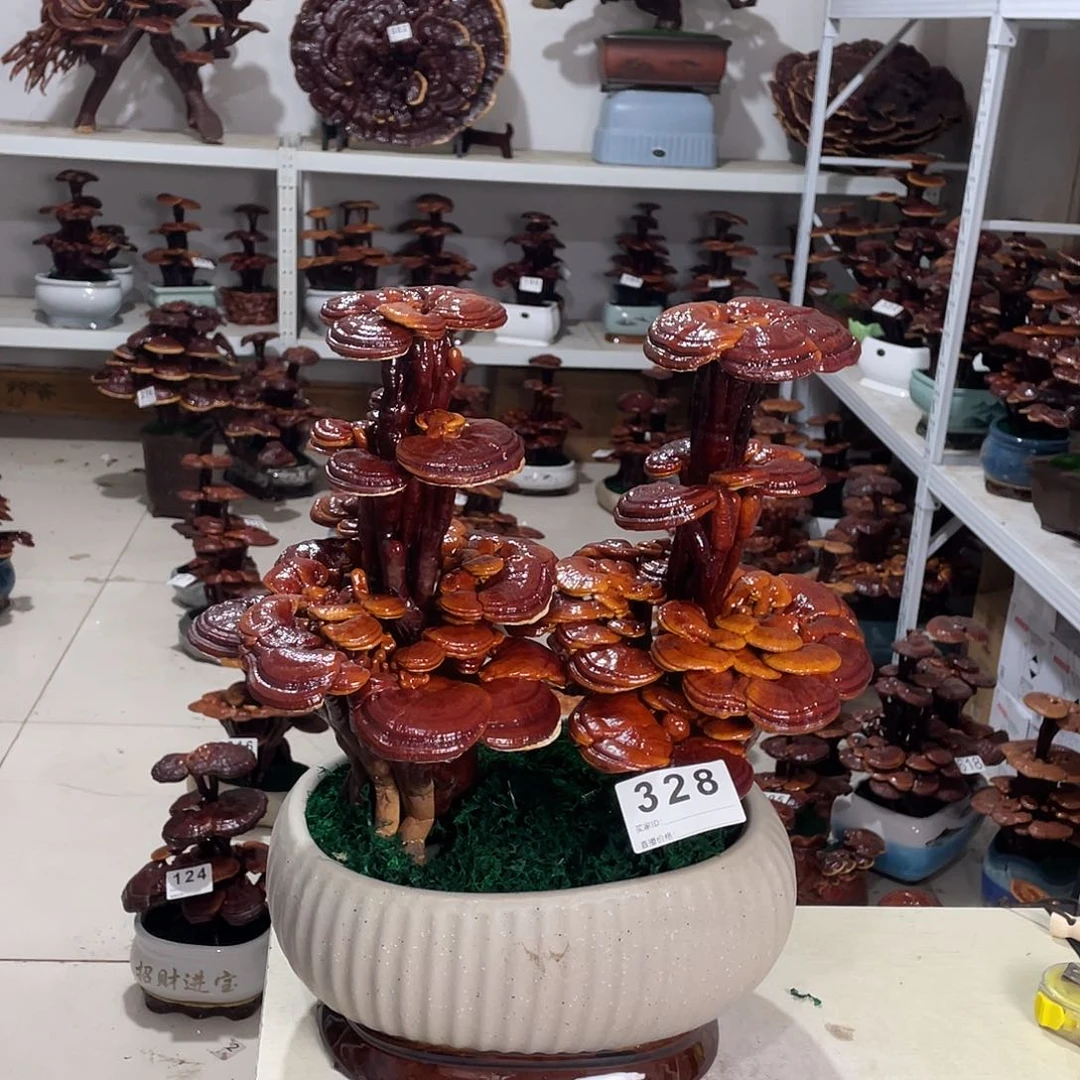 全部花朵328号8888888