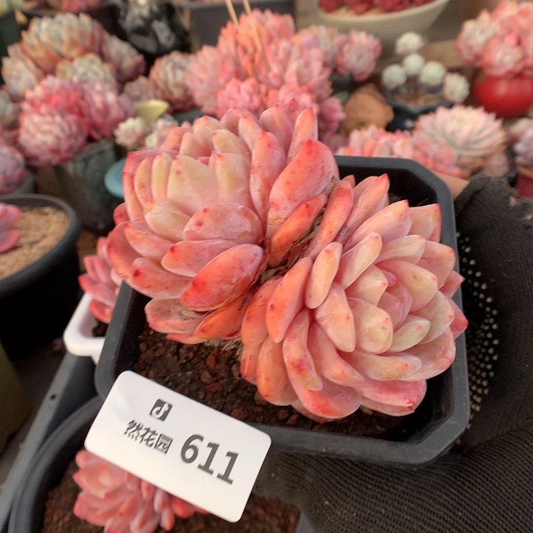 611梦露多肉植物66666