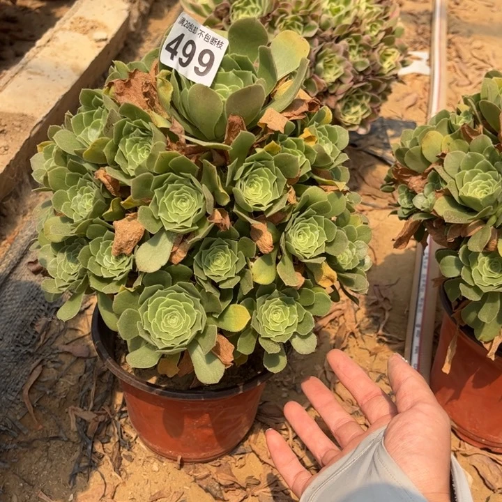 绿杨蓉499不包断枝