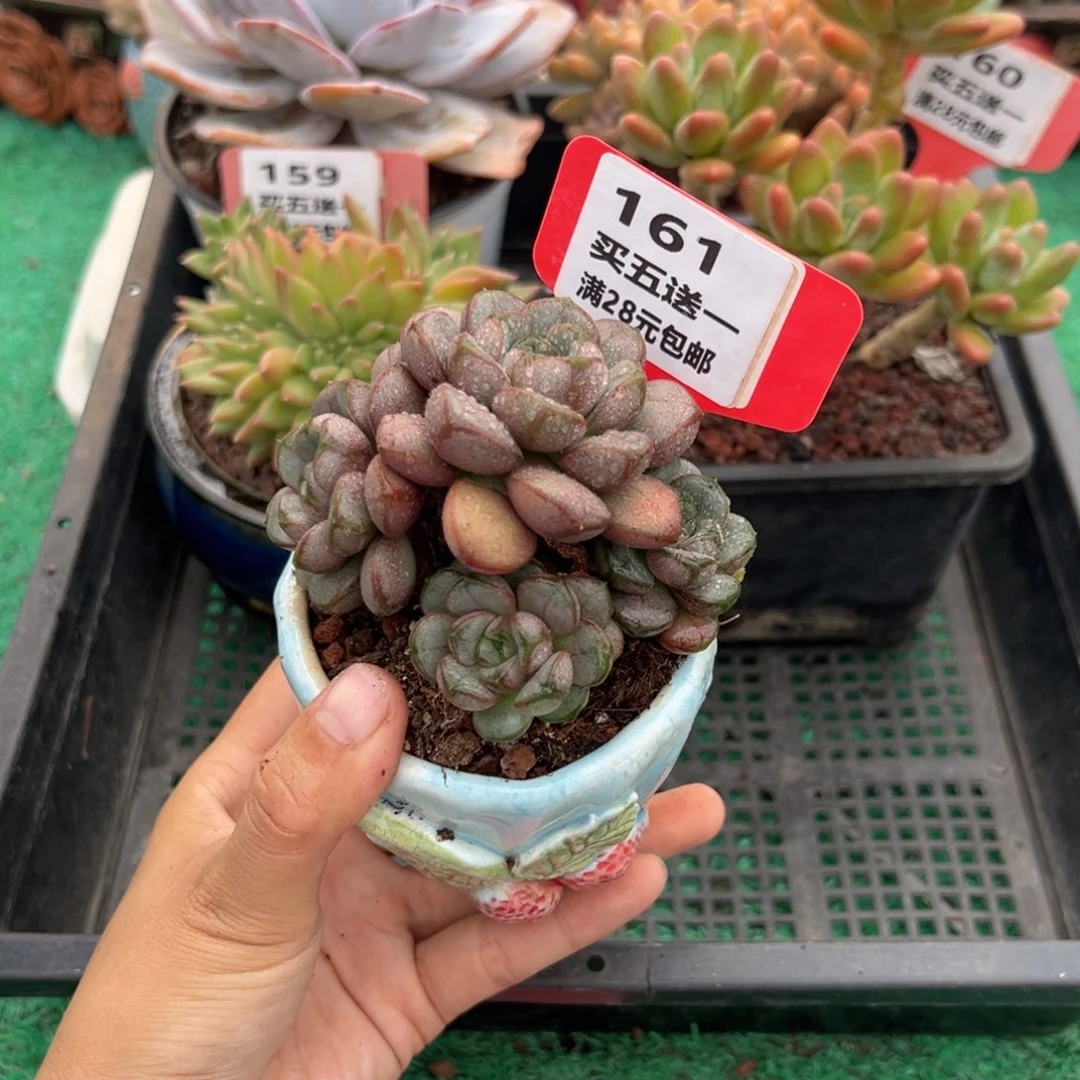 表妹精品多肉植物161.