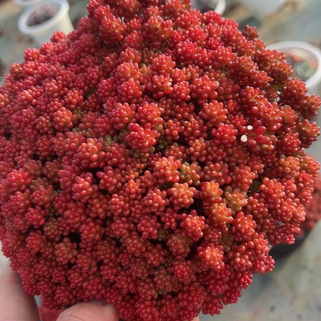 红浆果超级大散装带盆土