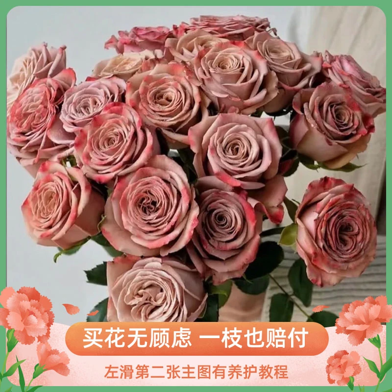 【卡布奇诺单头玫瑰】云南鲜花批发基地直发泡泡切花客厅家庭插花