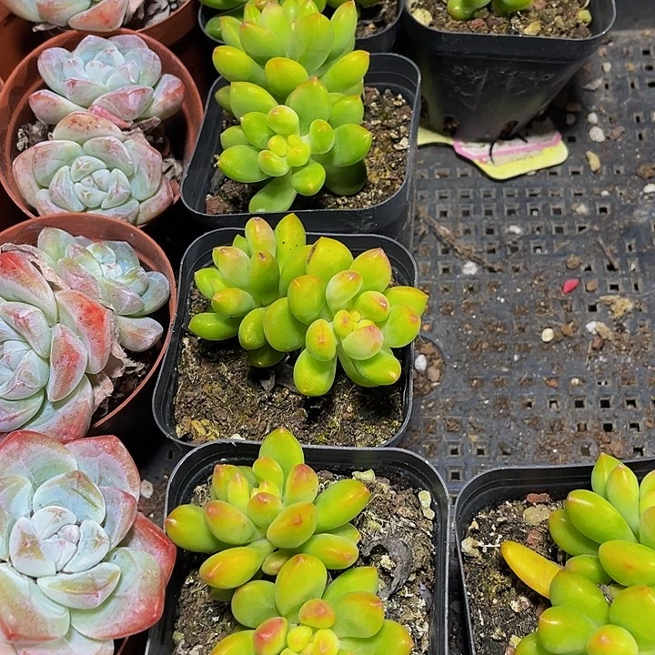 双头春萌带盆土发