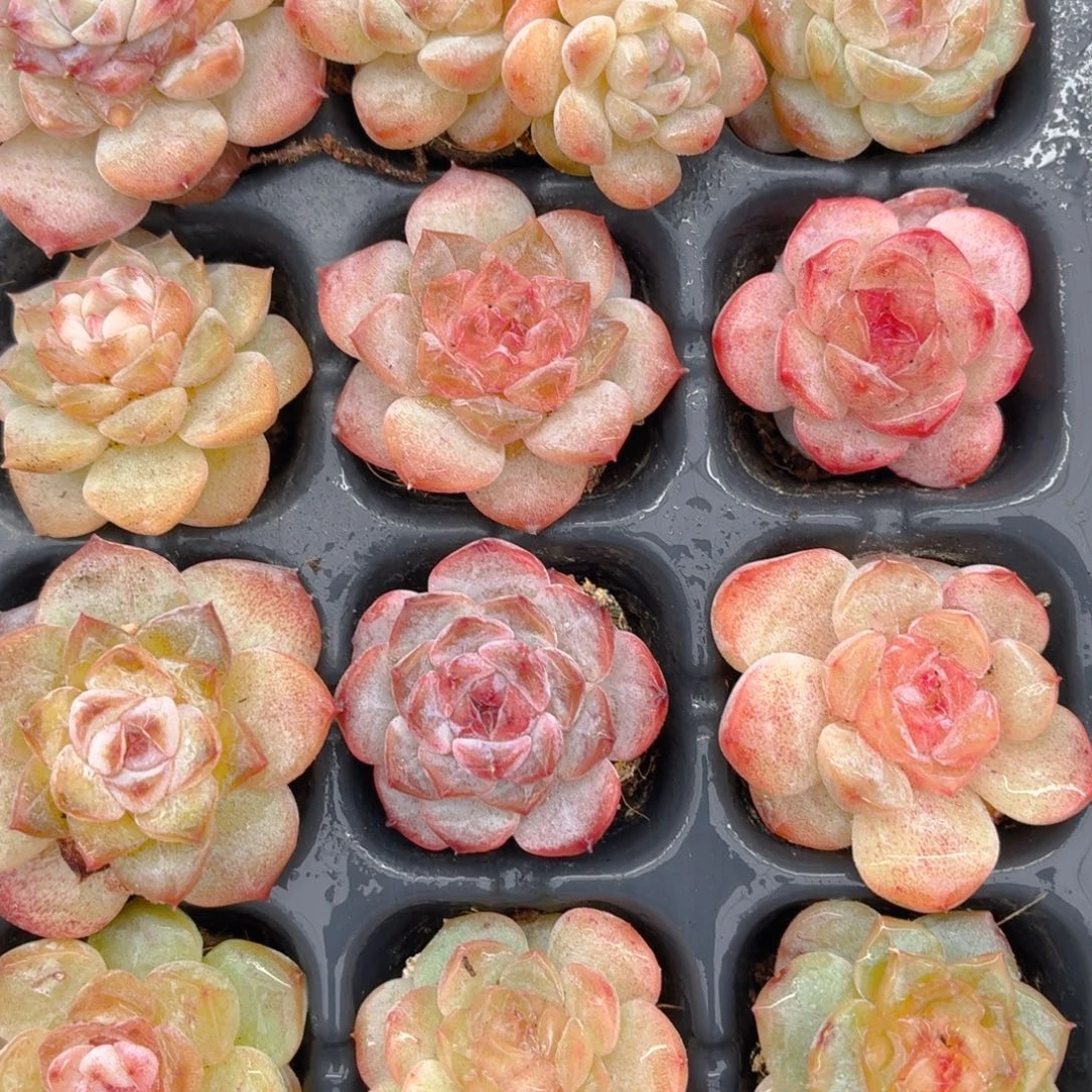 糖心多肉9.9包邮发货