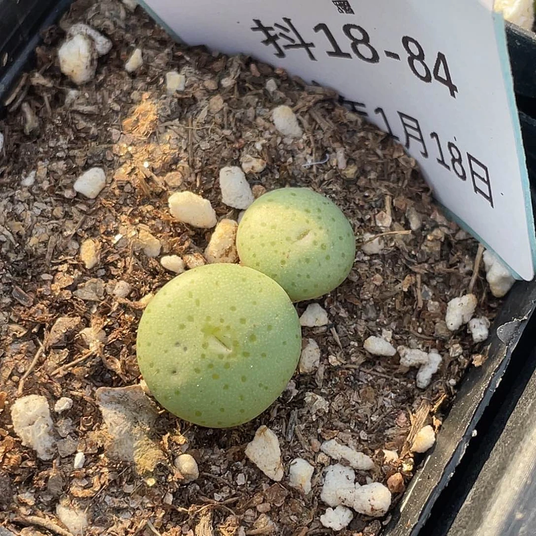 18-84饼多肉植物