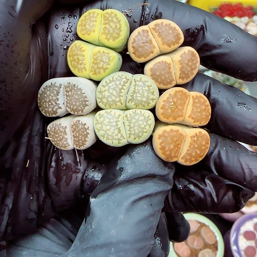 生石花满18包邮1127-45