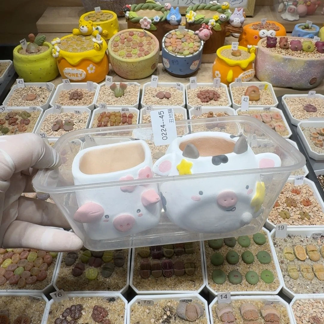 红陶布****40224-45盆盆盆