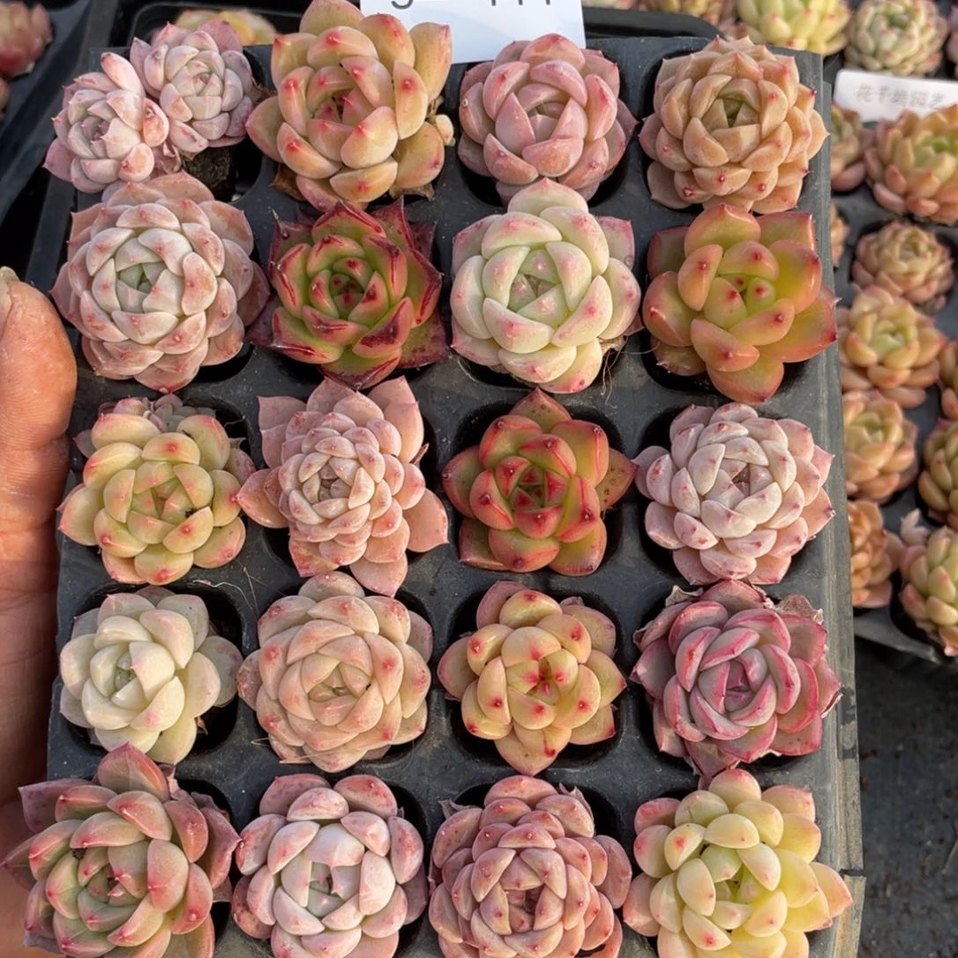 一物一拍20颗小苗5-111