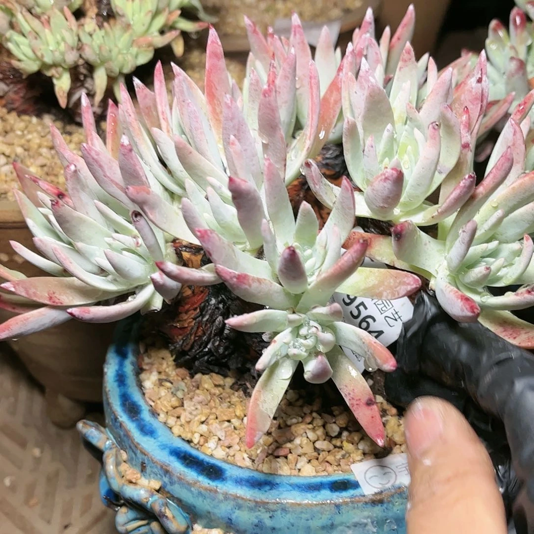 9564白雪仙女杯多肉