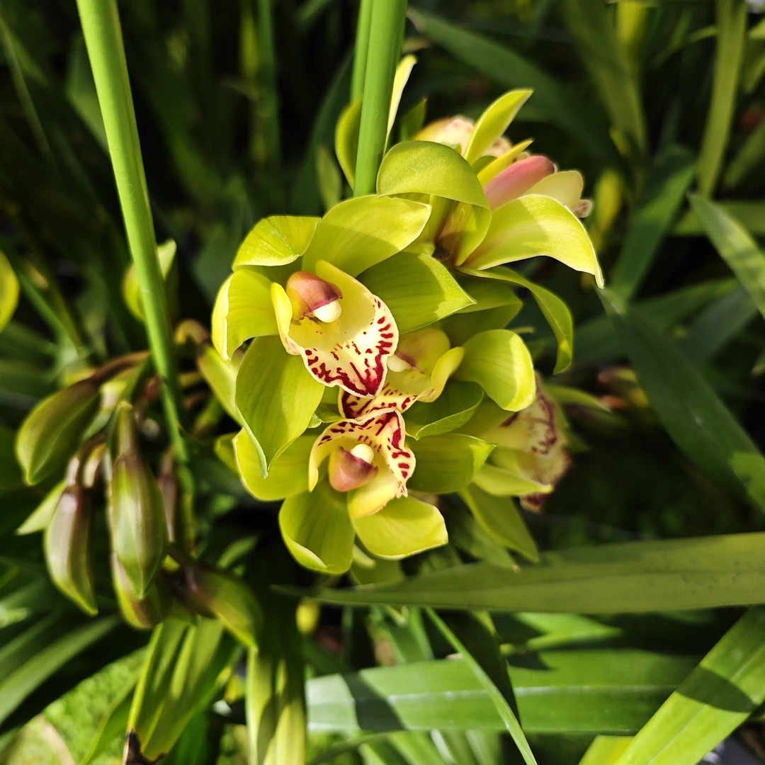 玉观音带花苞大花蕙兰年宵花室内好养兰花绿植盆栽