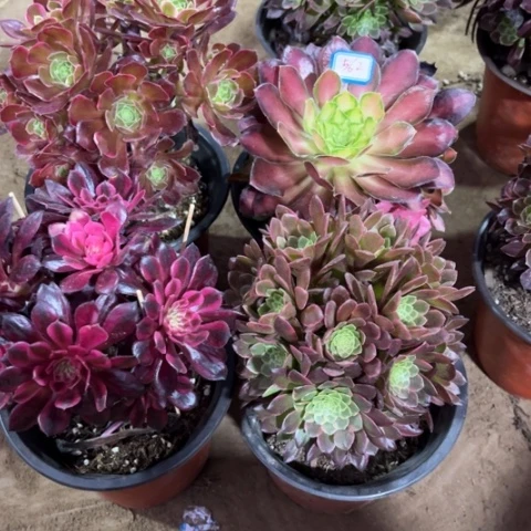 562多肉植物组合