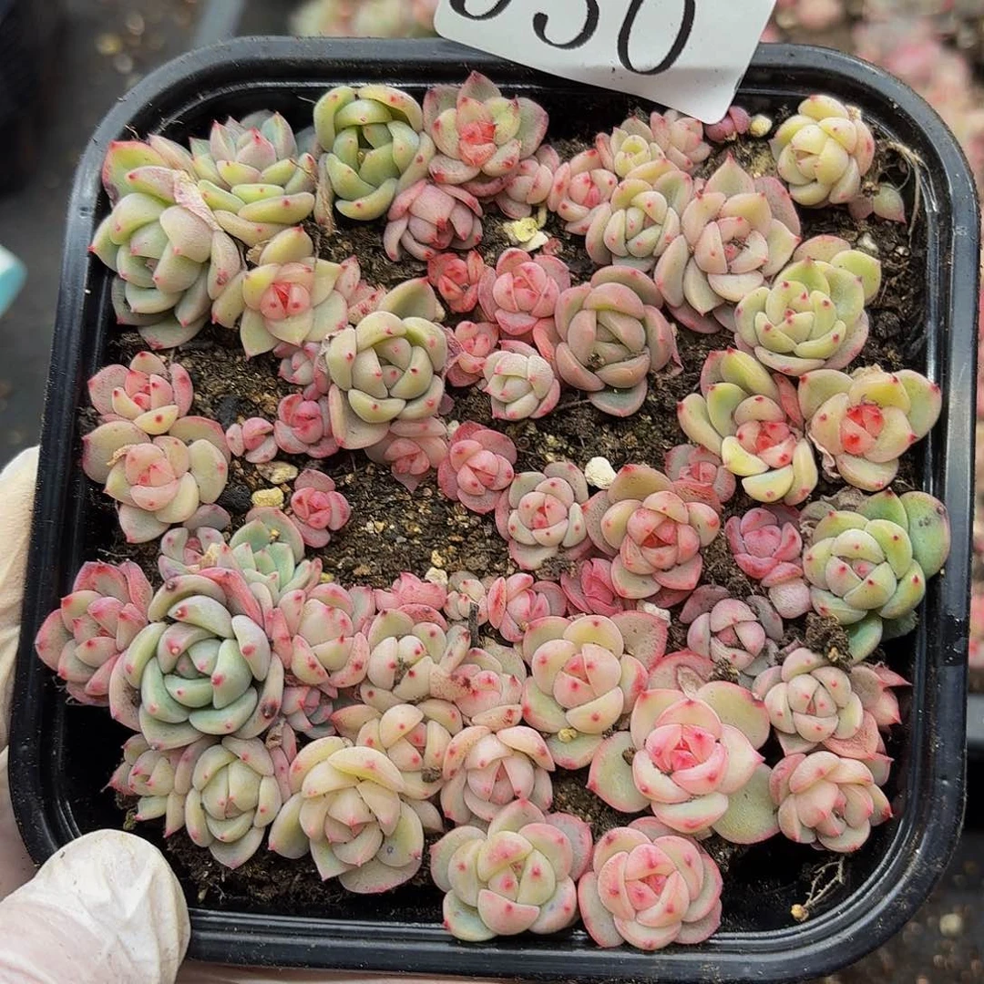 多肉植物多肉植物950