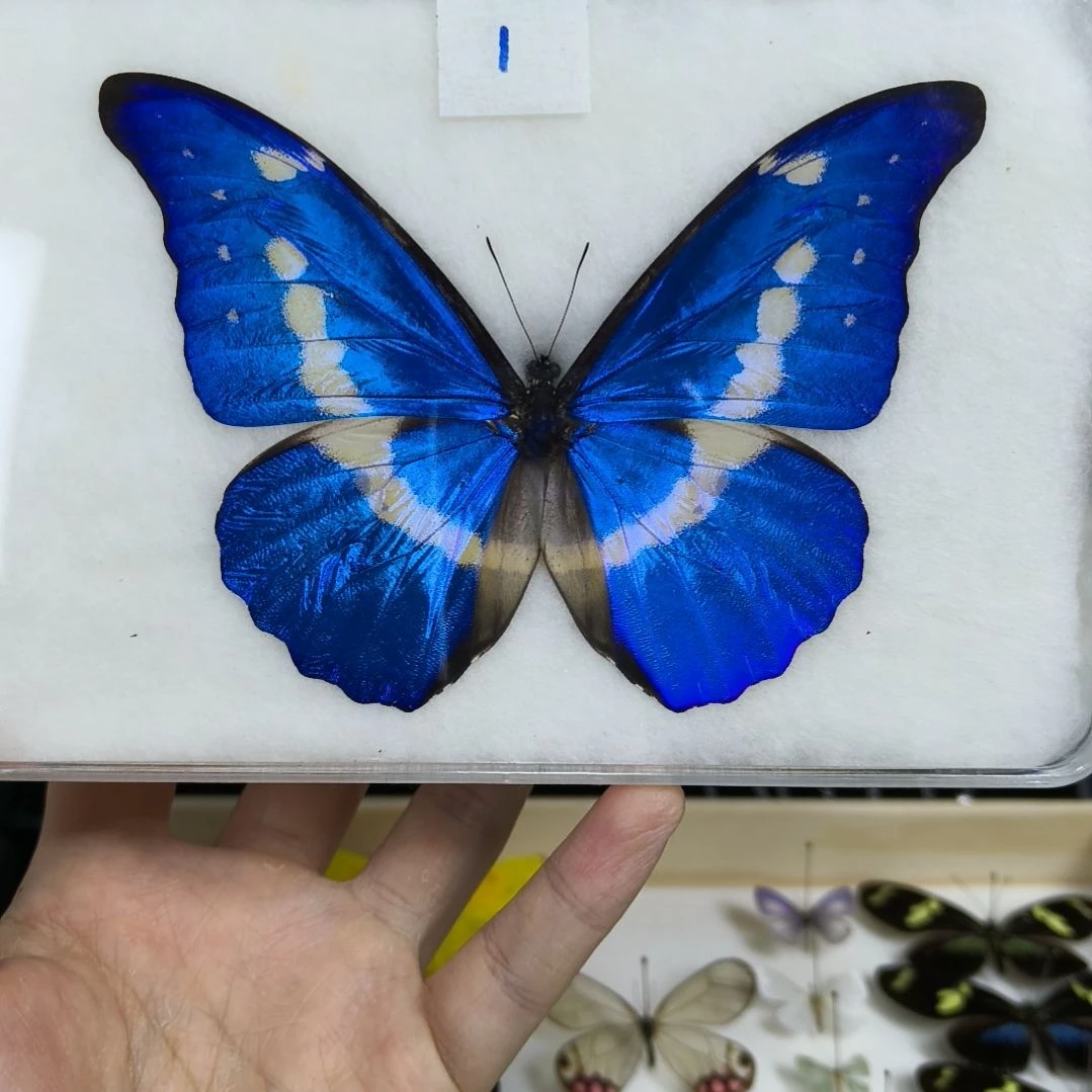 真蝴蝶标本一物一拍