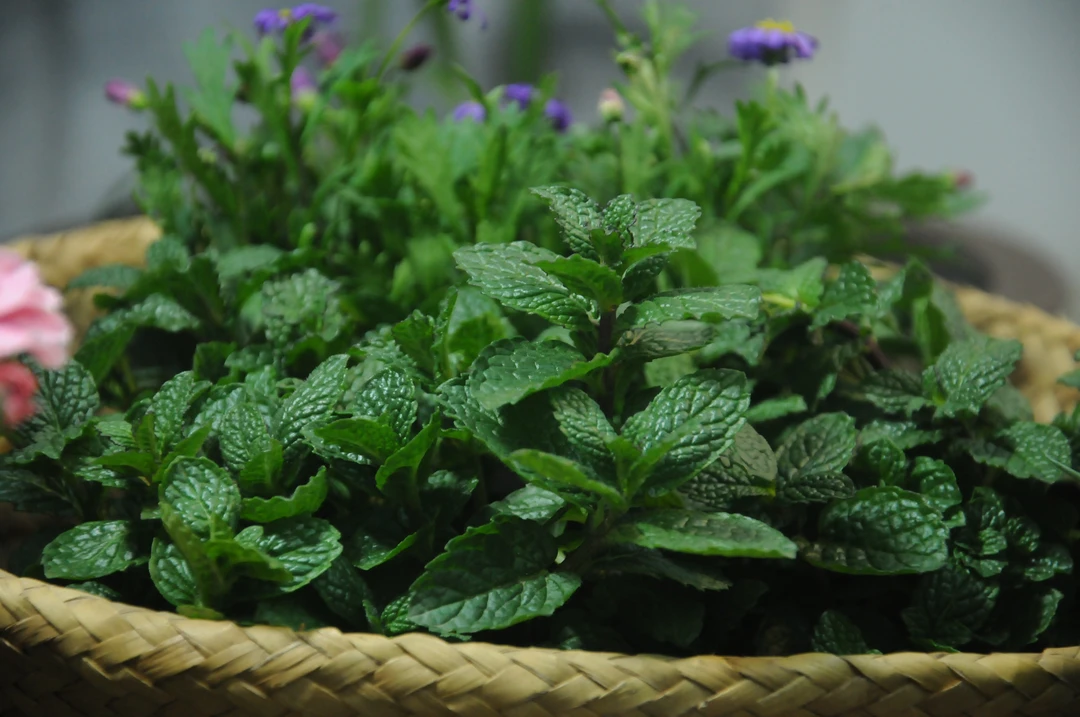 薄荷香菜盆栽可食用绿植绿植盆栽室内