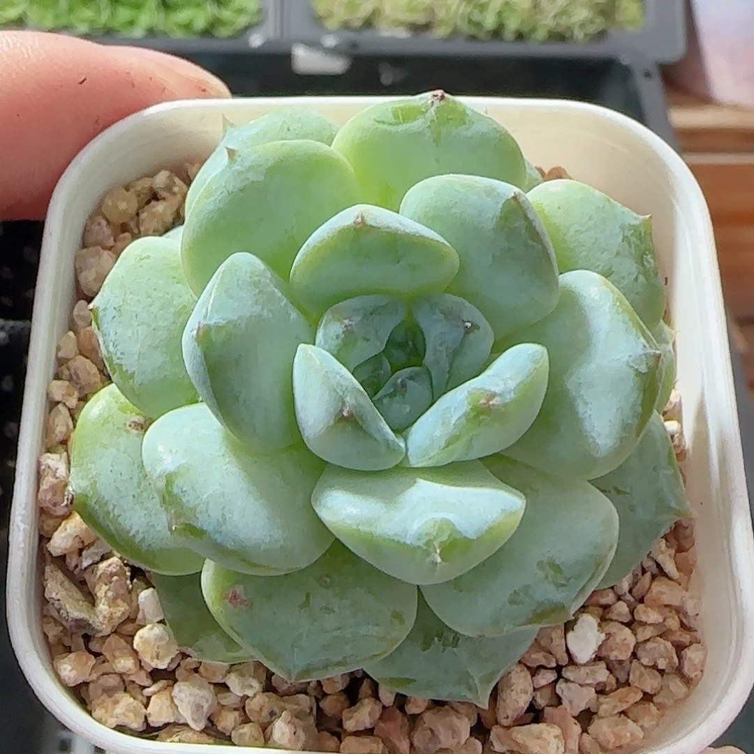 多肉1007--44糖心