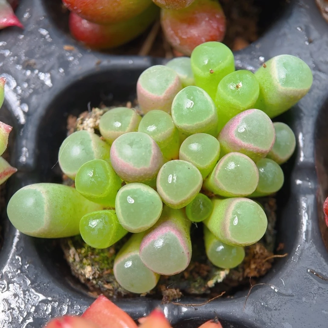 五十灵玉9.9包邮发货