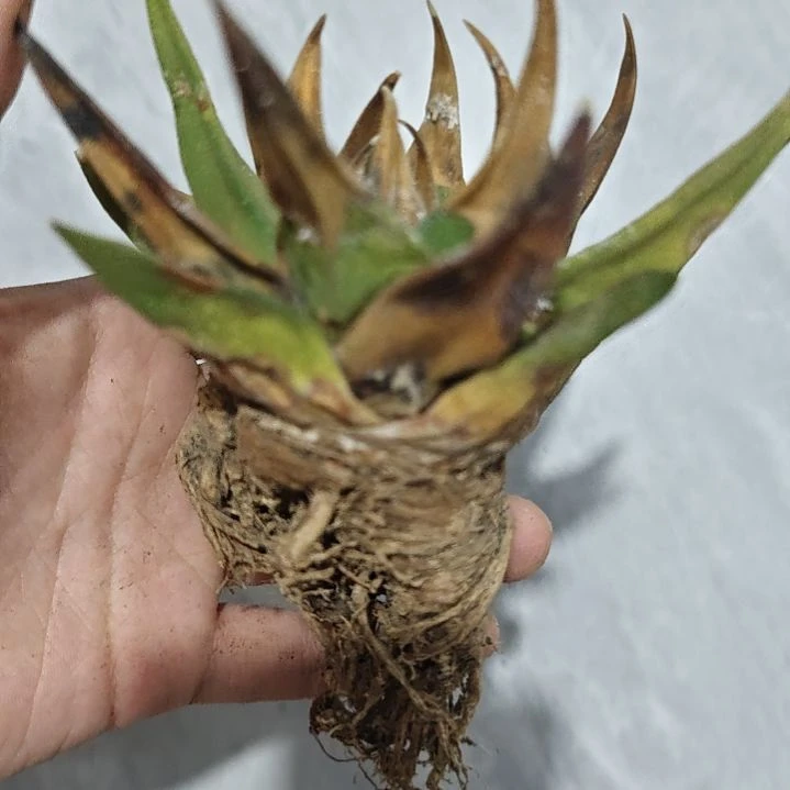 一物一拍，实生仙人球！