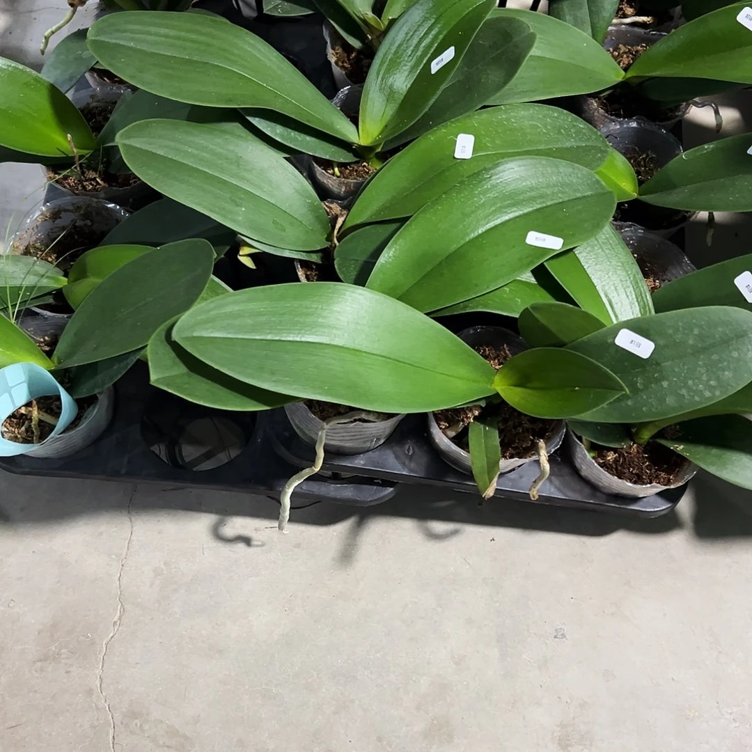 当前无花栽培后可以开花浮力貂蝉凑单发货一颗不发货