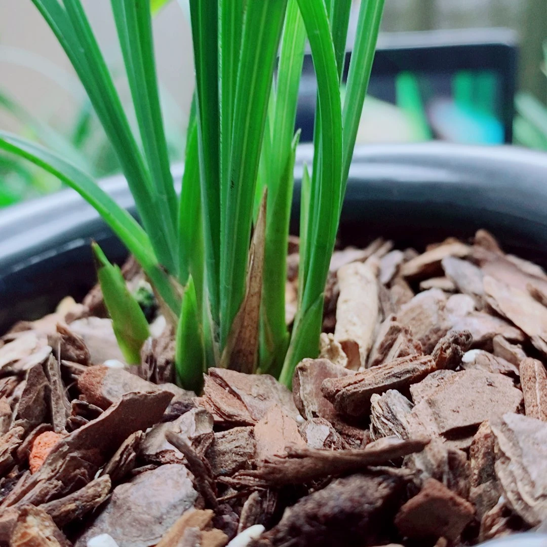 完全开放兰花国兰