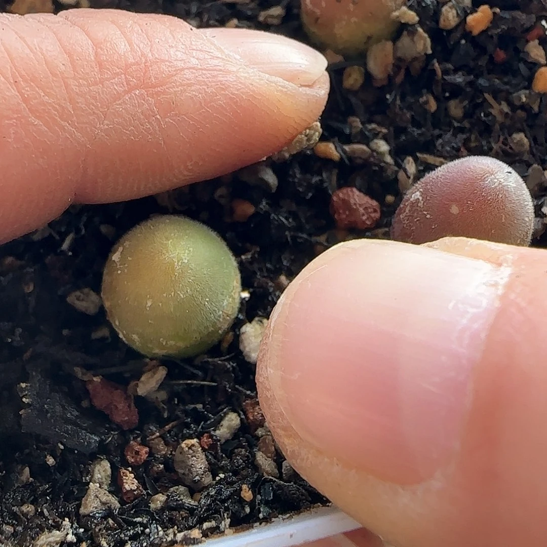 茳**姐28包邮脱土发货26577