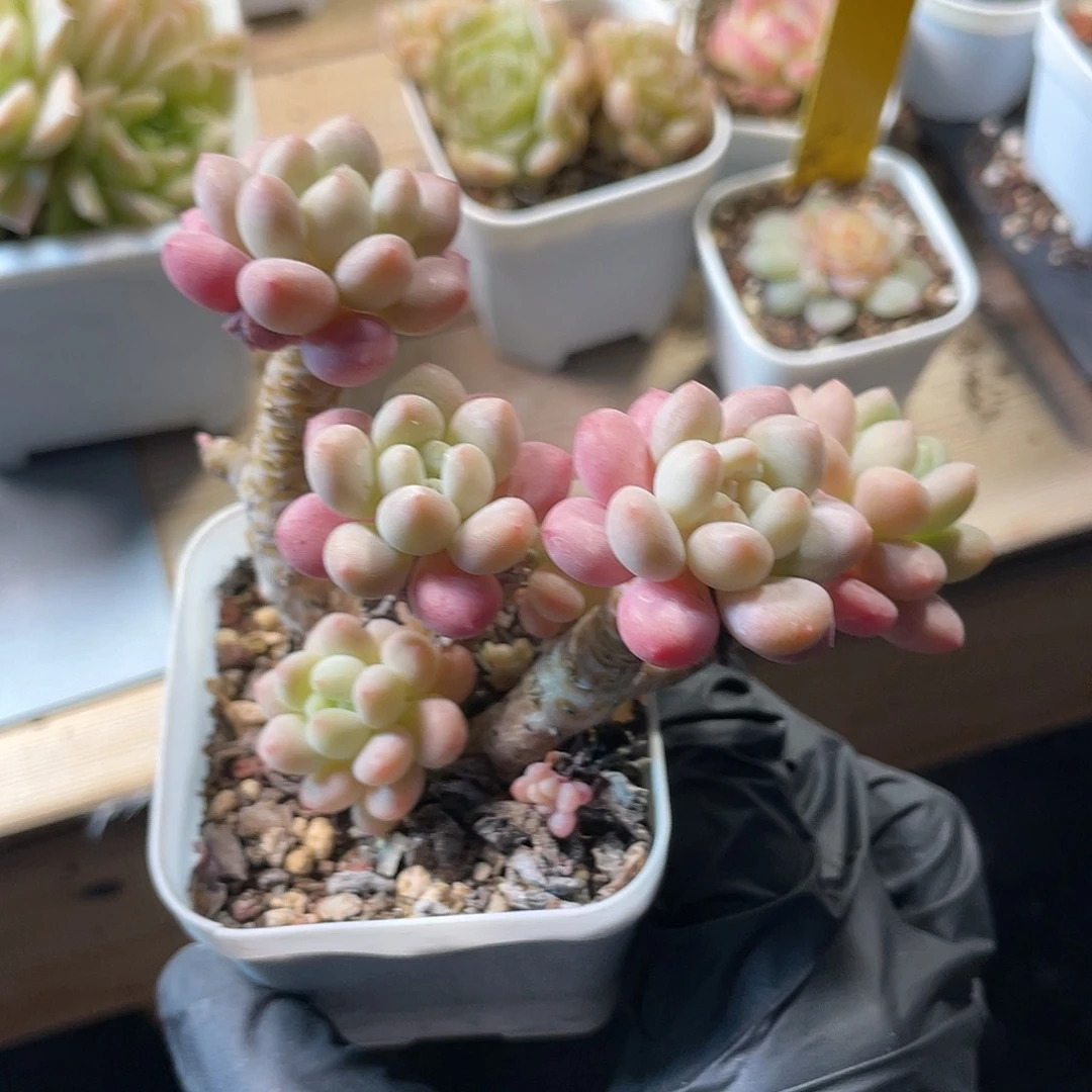 优选洛可可福利135