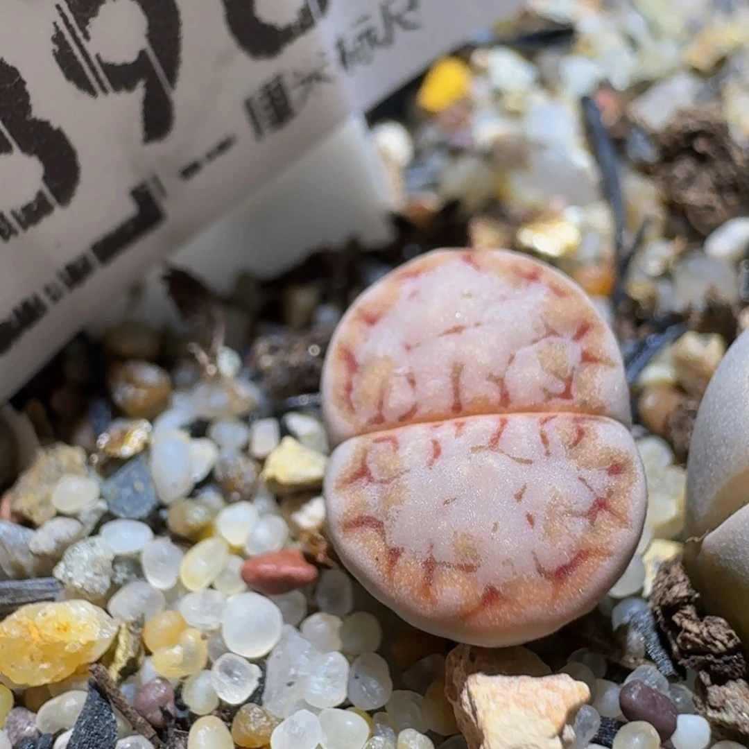 Sssss清货便宜卖了896