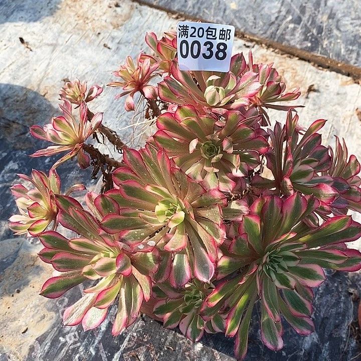 0038 一颗粉铜壶