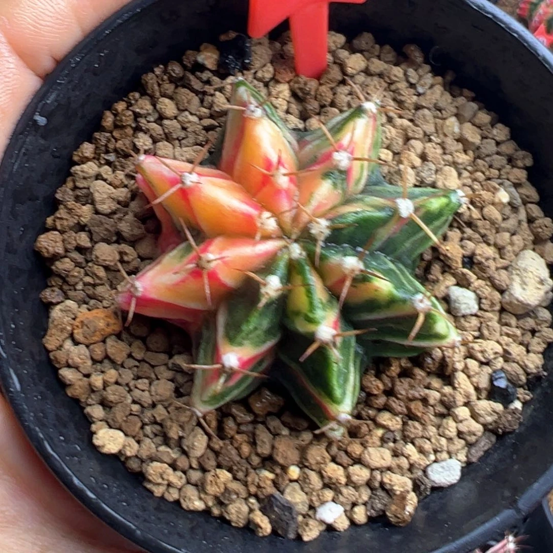 1-4米哈仙人球锦带盆土发货4.5厘米