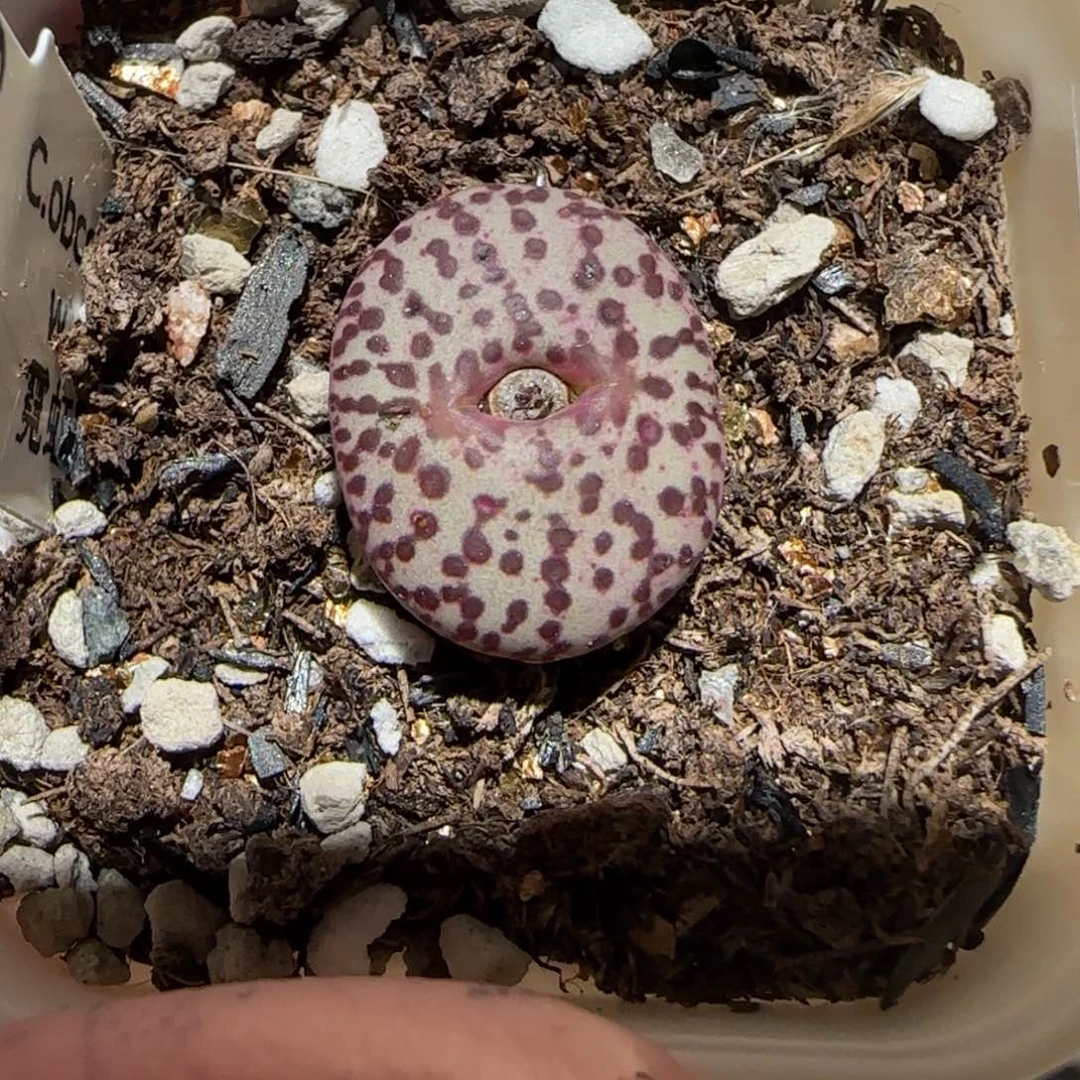 肉锥多肉植物百科-wc霓虹1126