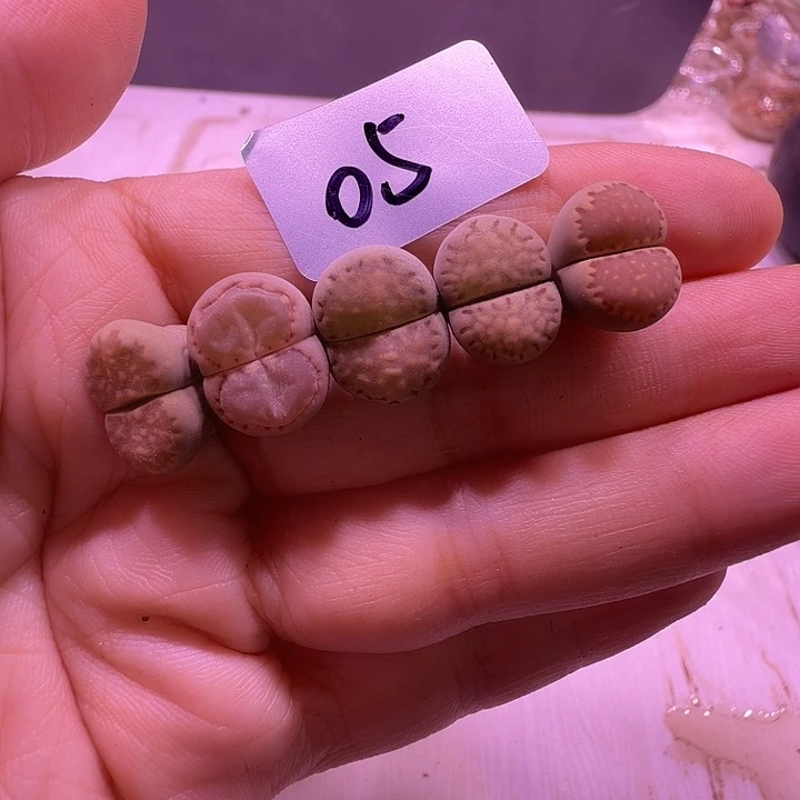 05号，优选饼干彩色一手5颗