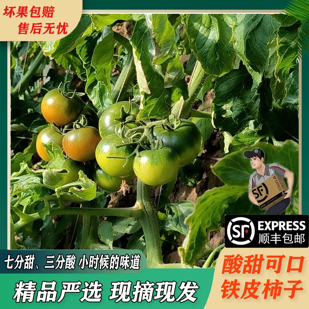 铁皮柿子草莓柿子（中小果混装）顺丰包邮