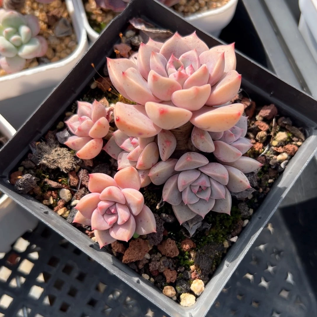 红粉佳人（满38包邮）多肉