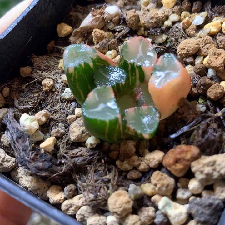 蜘蛛巢万象锦带盆土发货